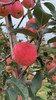 ‼️有活动（下单8斤多送半斤）陕西秦脆高糖苹果🍎 商品缩略图0