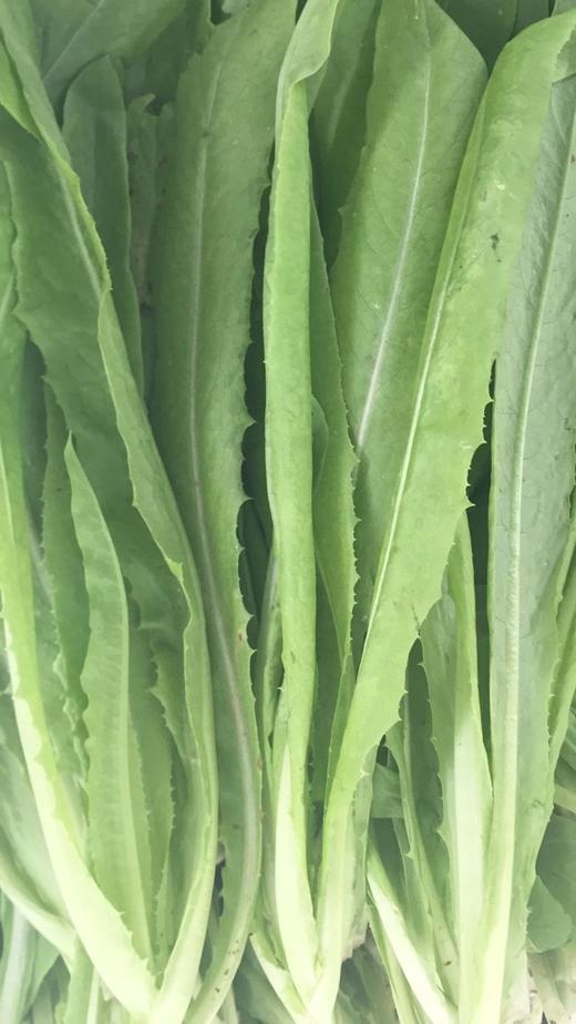 鸿翠园 有机油麦菜 商品图2