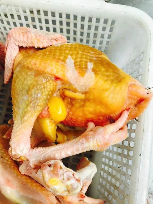 农家鸡母鸡、童子鸡 商品图2