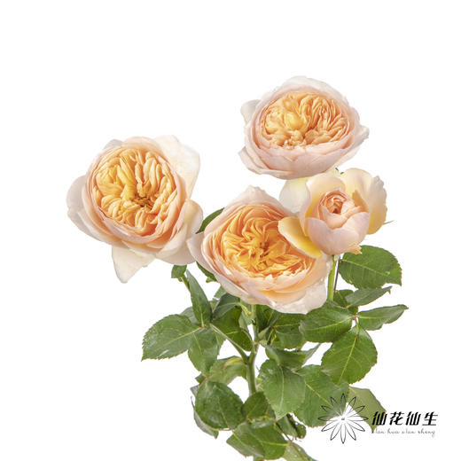 多头玫瑰 | 朱丽叶 商品图2