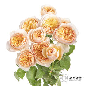 多头玫瑰 | 朱丽叶