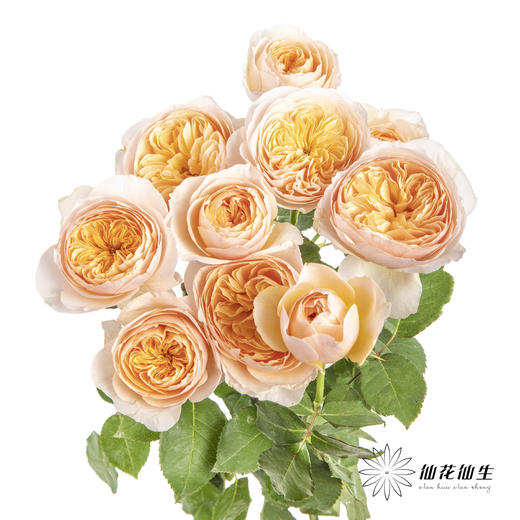 多头玫瑰 | 朱丽叶 商品图0