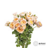 多头玫瑰 | 朱丽叶 商品缩略图4