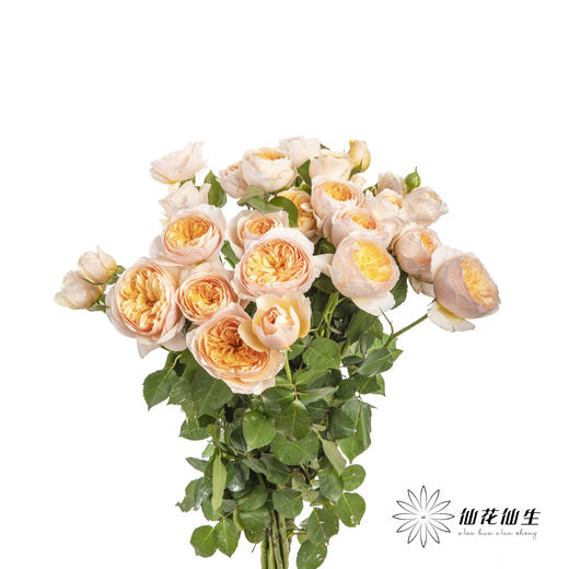 多头玫瑰 | 朱丽叶 商品图4