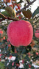 ‼️有活动（下单8斤多送半斤）陕西秦脆高糖苹果🍎 商品缩略图2