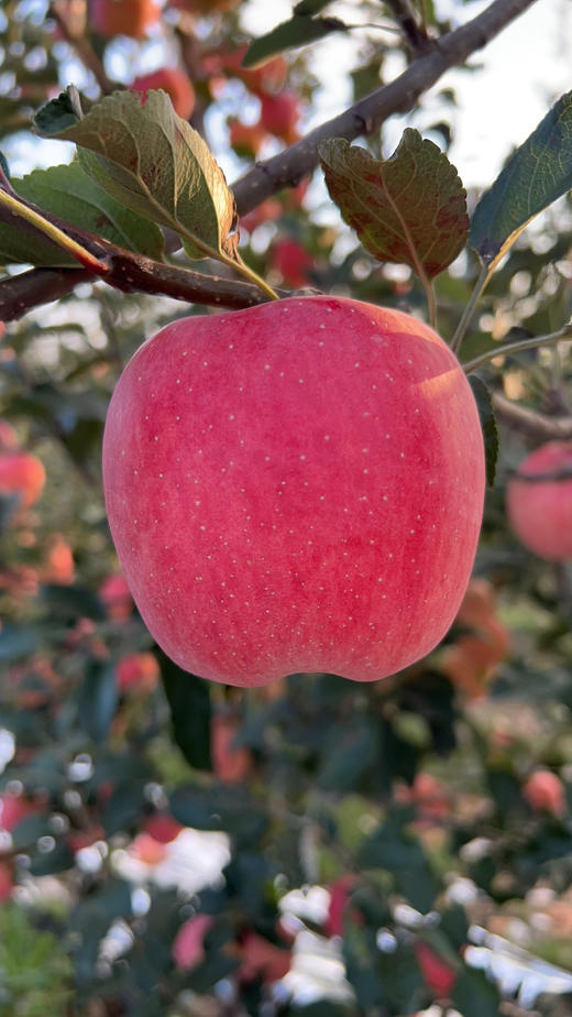 ‼️有活动（下单8斤多送半斤）陕西秦脆高糖苹果🍎 商品图2