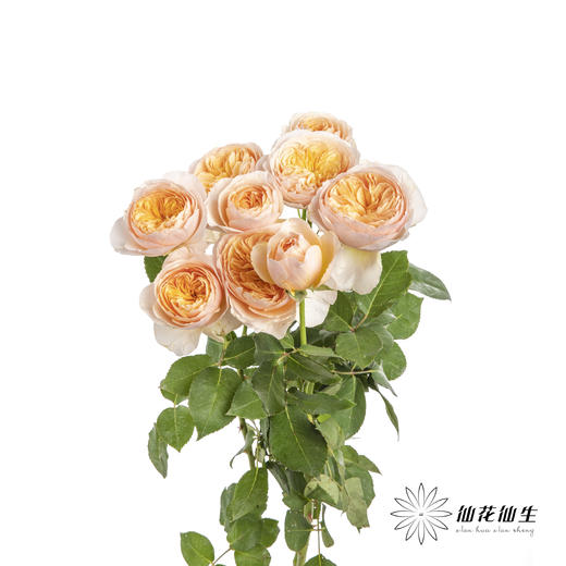 多头玫瑰 | 朱丽叶 商品图3