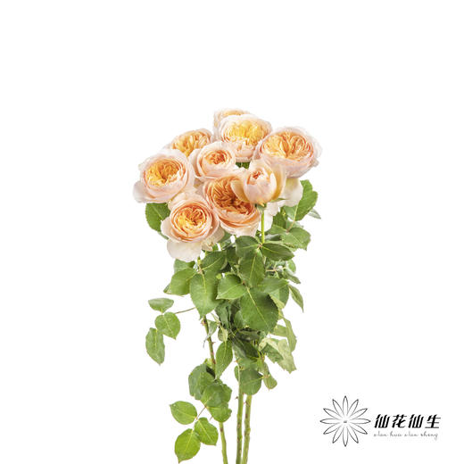 多头玫瑰 | 朱丽叶 商品图5