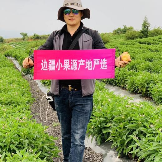 云南树上熟人参果3斤/ 4.5斤装 商品图1