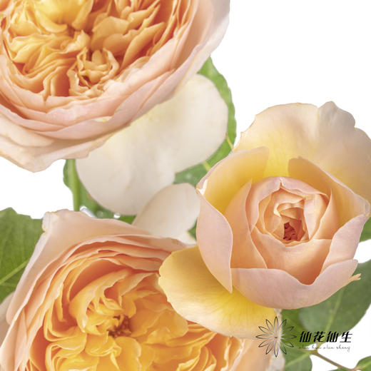 多头玫瑰 | 朱丽叶 商品图6