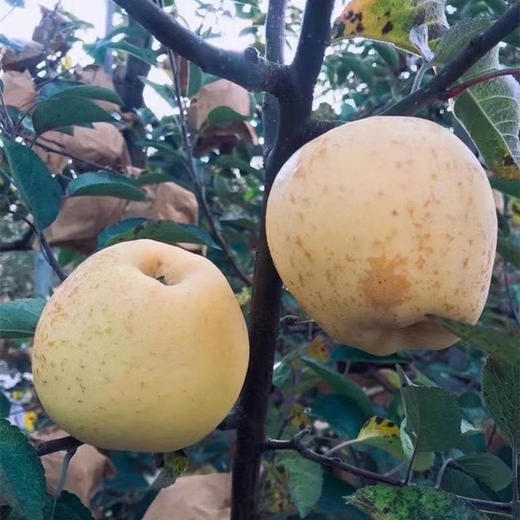 山东黄金维纳斯苹果，爆甜20+，爽脆飚汁，有特殊的香气！ 口感秒杀阿克苏、红富士！ 商品图1