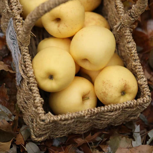 山东黄金维纳斯苹果，爆甜20+，爽脆飚汁，有特殊的香气！ 口感秒杀阿克苏、红富士！ 商品图3