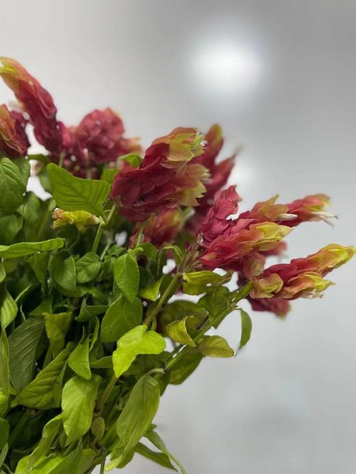 【爱的苦恼】虾衣花 若干枝/扎 商品图7