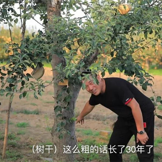 丨有机丨德力邦富士苹果 产自陕西渭北黄土高原 水果 商品图3