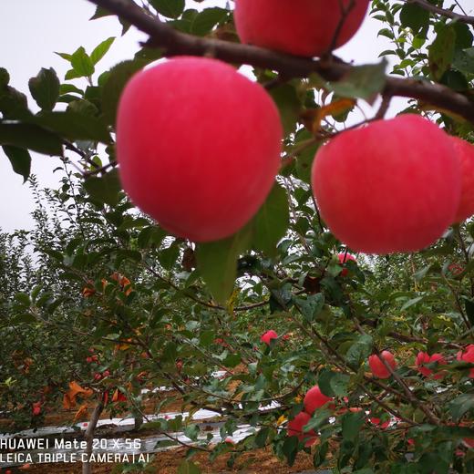 丨有机丨德力邦富士苹果 产自陕西渭北黄土高原 水果 商品图8