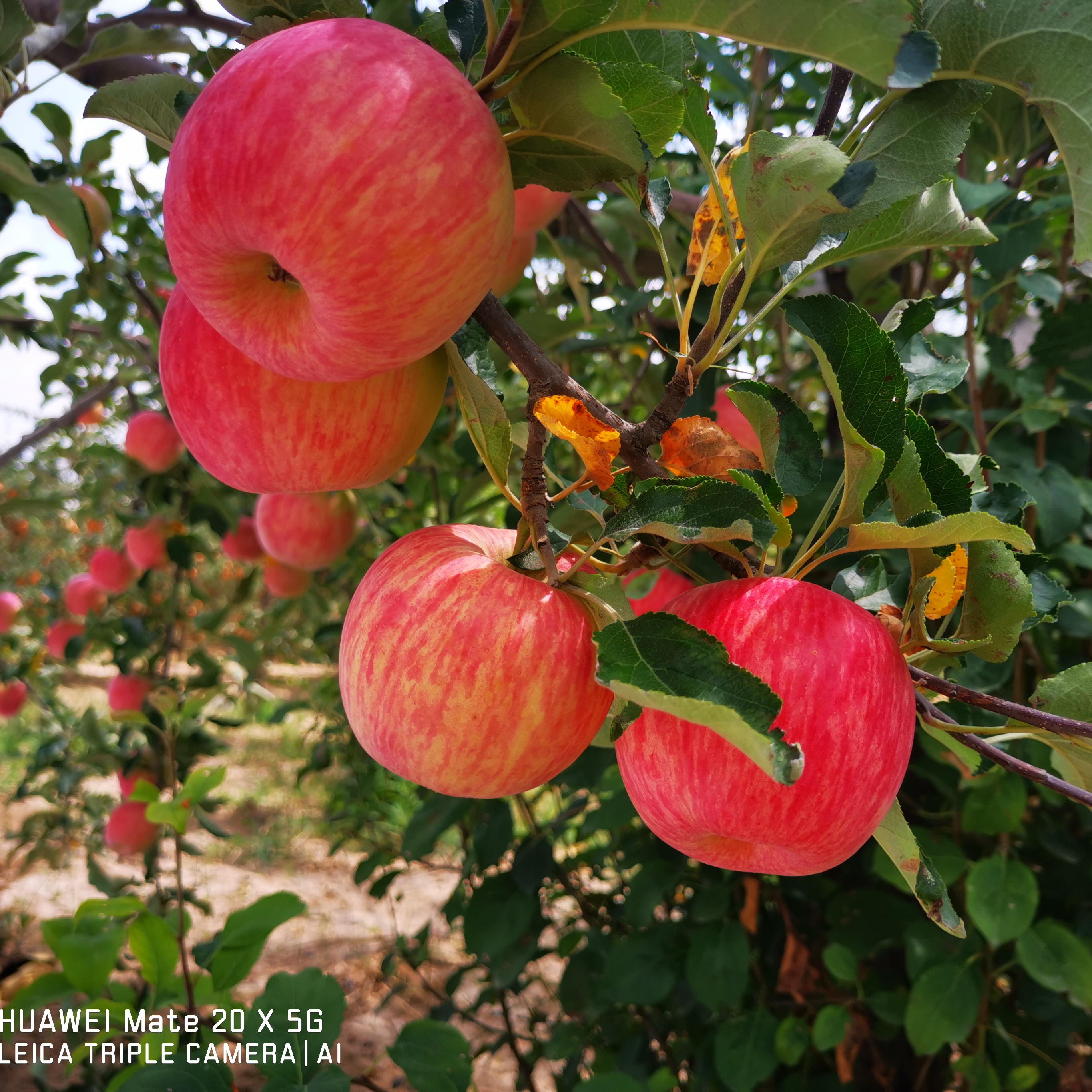 丨有机丨德力邦富士苹果 产自陕西渭北黄土高原 水果