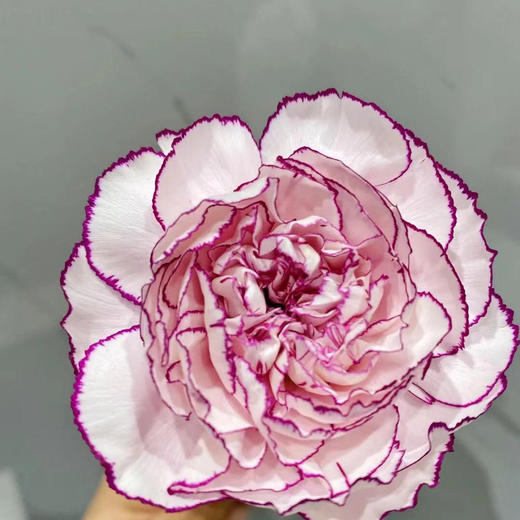 单头康乃馨DAN-紫精灵-20枝 商品图2