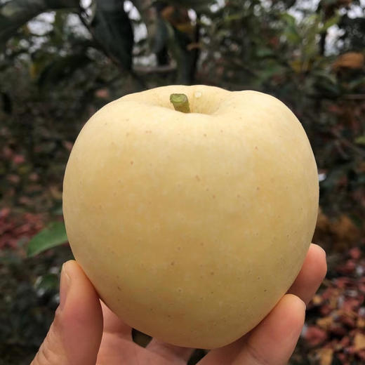 山东黄金维纳斯苹果，爆甜20+，爽脆飚汁，有特殊的香气！ 口感秒杀阿克苏、红富士！ 商品图2