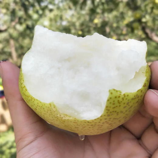【高山小酥梨】入口香脆 果汁甘甜 果皮细薄 果肉细腻！ 商品图0