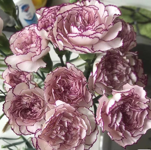 单头康乃馨DAN-紫精灵-20枝 商品图1