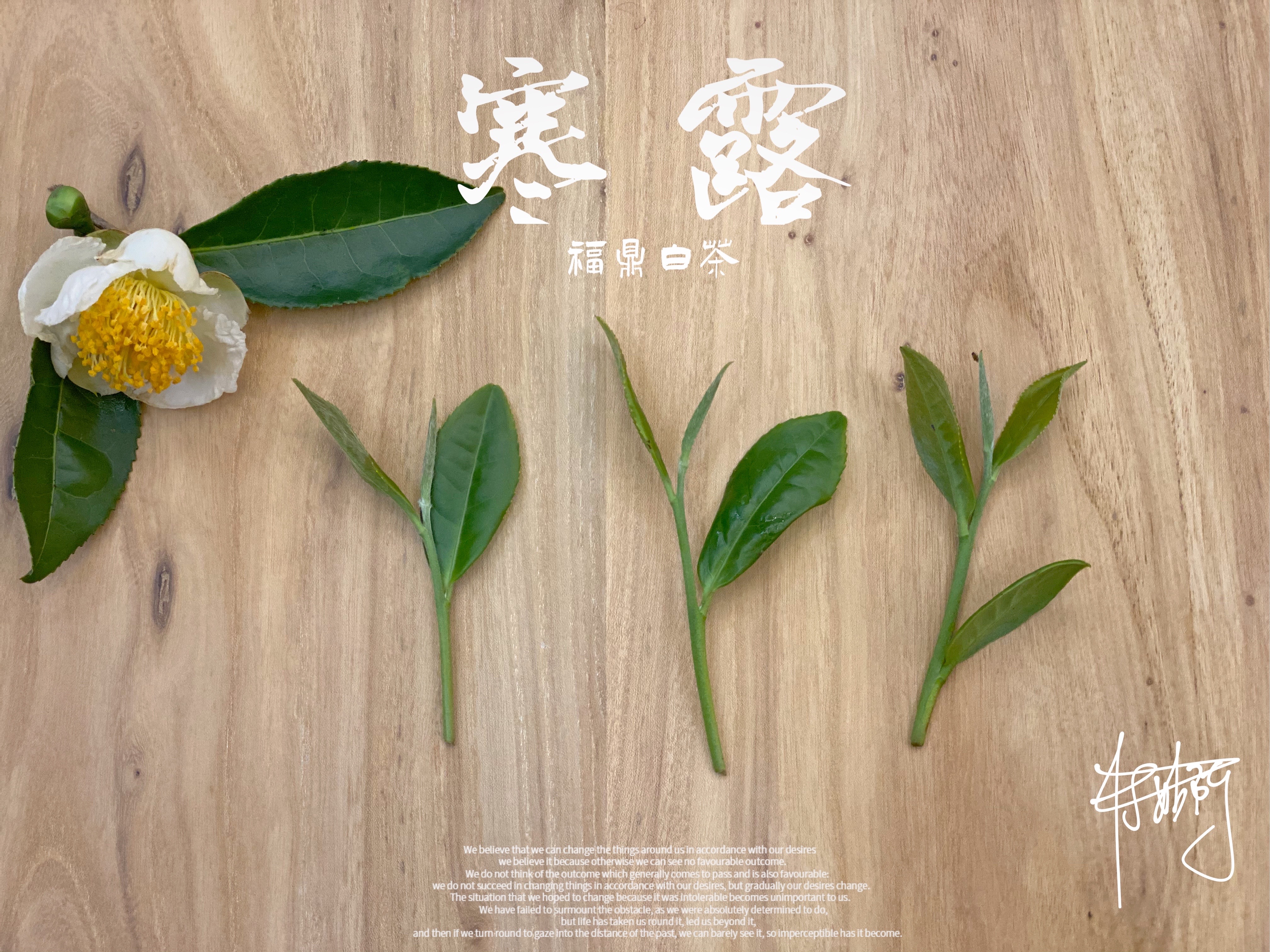 2021寒露茶60克罐装素雅若九秋菊莹莹似月中之月