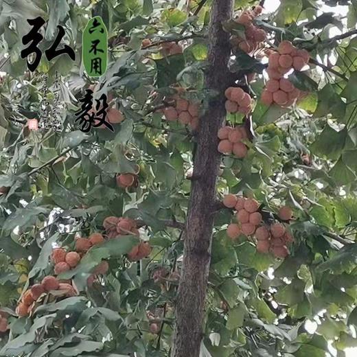 六不用 白果 银杏果(鲜) 一斤装 【弘毅六不用生态农场】 商品图4