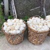 【顺丰】古田新鲜猴头菇 冬季食用菌菇蘑菇鲜猴头菇生鲜2斤包邮 商品缩略图3