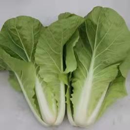 【农场发货】六里地现采小快菜300g 商品图2