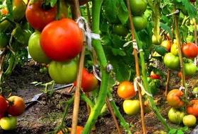  对有机农业最大的误解：就是不用肥料、不打药 