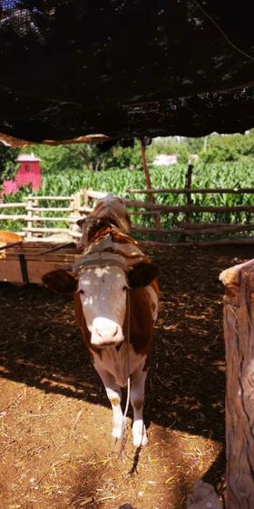 【溯源故事】中国各地的牛你见过吗？