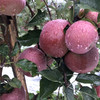 【四川·盐源】四川大凉山盐源·冰糖心丑苹果 新鲜脆甜 基地现摘 商品缩略图5