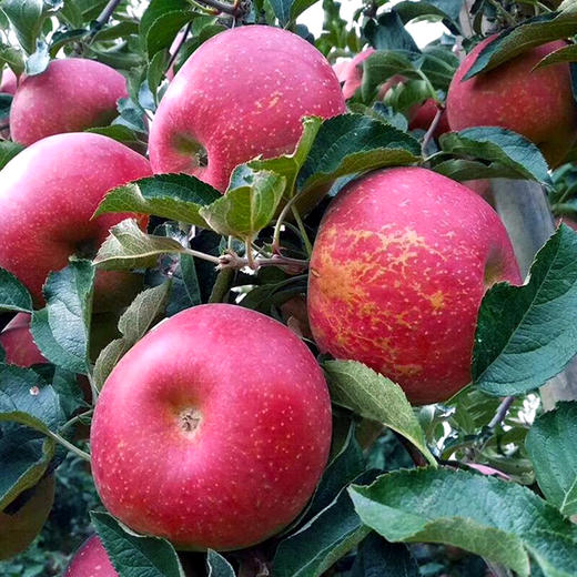 【四川·盐源】四川大凉山盐源·冰糖心丑苹果 新鲜脆甜 基地现摘 商品图1