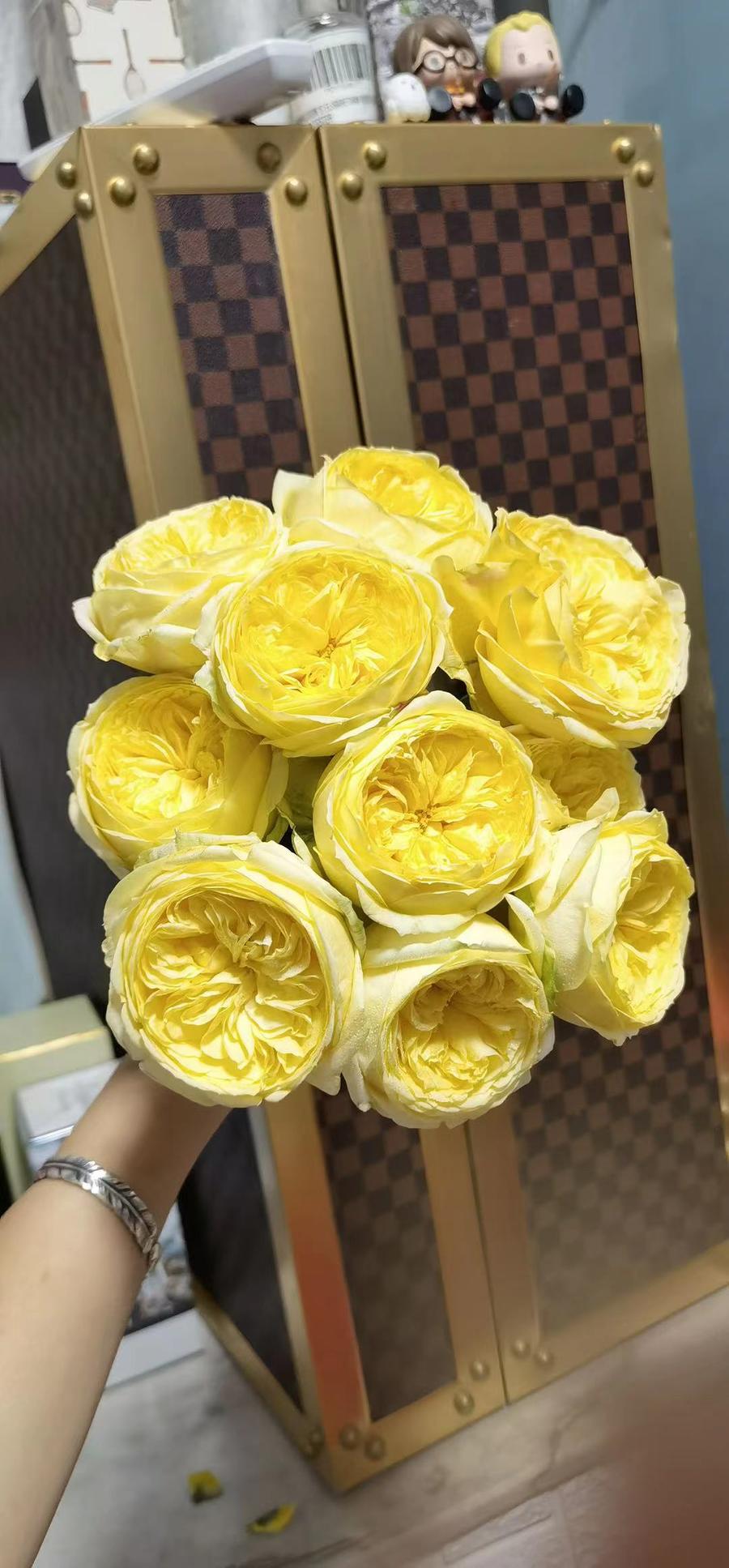 【网红】 绿光新基地精品玫瑰 多款可选