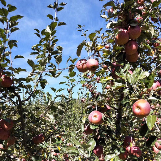 【码帮溯源 济南仓直发】正宗新疆·红旗坡阿克苏冰糖心苹果 10斤装精品大果 新鲜上市 商品图1