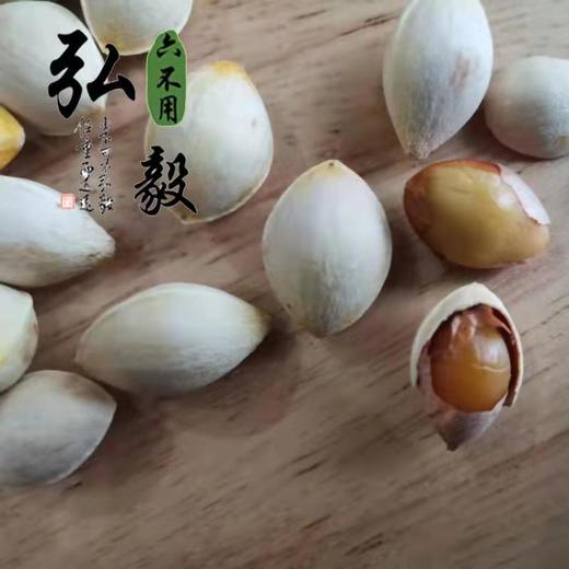 六不用 白果 银杏果(鲜) 一斤装 【弘毅六不用生态农场】 商品图1