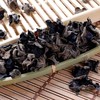 【健康养生】黑木耳 200g 商品缩略图0