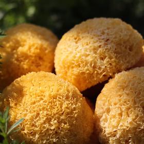 【古田丑耳】口感软糯 胶质软糯 花朵蜜实 高泡发率 