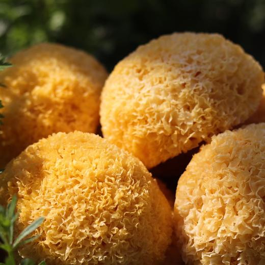 【古田丑耳】口感软糯 胶质软糯 花朵蜜实 高泡发率  商品图0