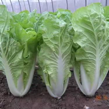 【农场发货】六里地现采小快菜300g