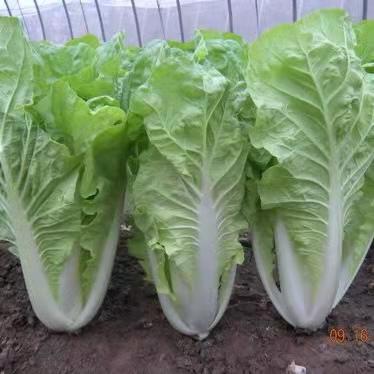 【农场发货】六里地现采小快菜300g 商品图0