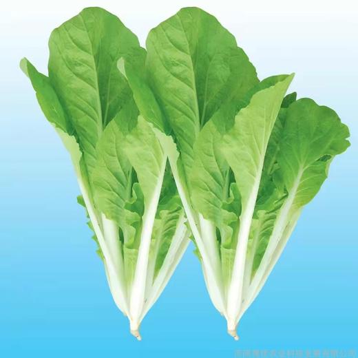 【农场发货】六里地现采小快菜300g 商品图3