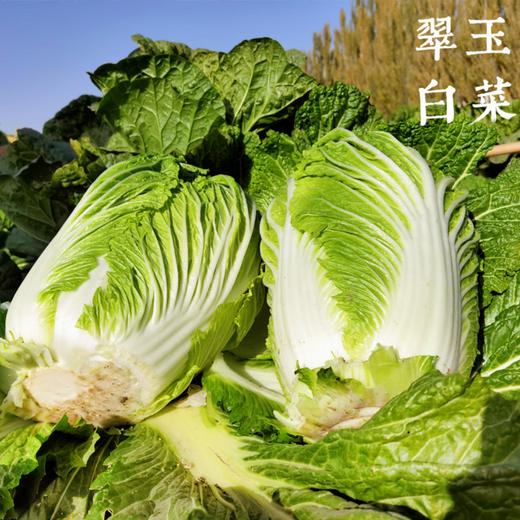 新疆半亩园有机翠玉白菜  新鲜蔬菜 无农残 有机认证 商品图2