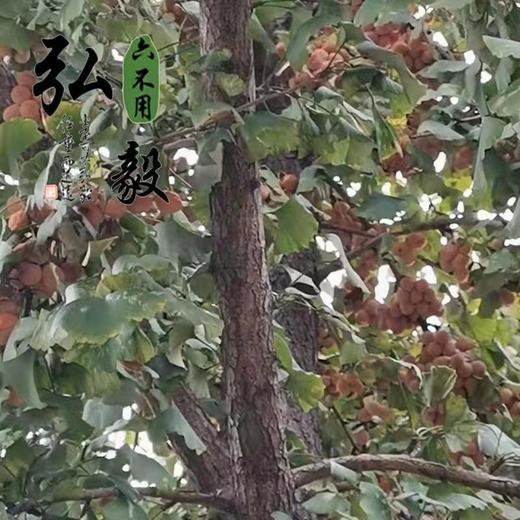 六不用 白果 银杏果(鲜) 一斤装 【弘毅六不用生态农场】 商品图3