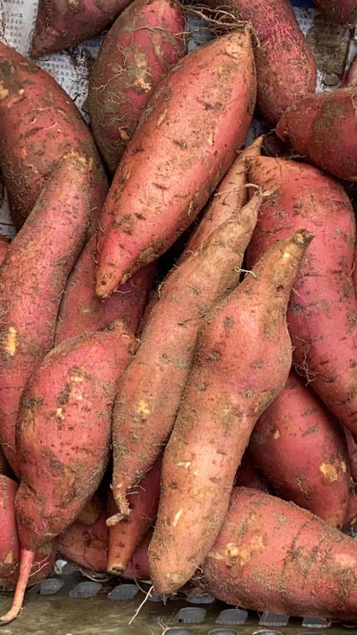 烟薯25（5斤/箱） 商品图1