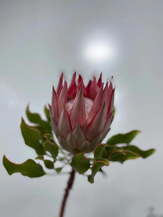 粉帝王 （希娜 ）粉色 单枝 商品图5