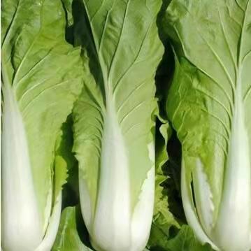 【农场发货】六里地现采小快菜300g 商品图4