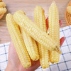 【云南西双版纳白糯拇指玉米】16根/箱/约800克 商品缩略图2