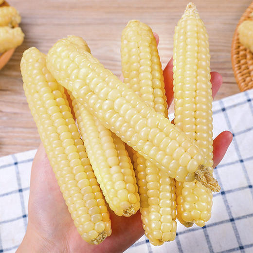 【云南西双版纳白糯拇指玉米】16根/箱/约800克 商品图2