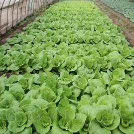 【农场发货】六里地现采小快菜300g 商品图1