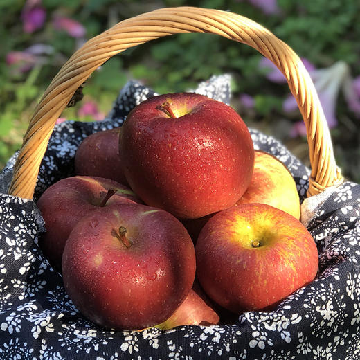 【外丑内甜】大凉山丑苹果 爽脆细嫩 咀嚼无残渣 不被外表所定义 商品图4